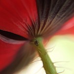 butinier coquelicot 2