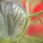 butinier nigelle rose