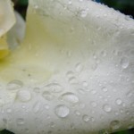 fond ecran 050517 petale rose gouttes pluie