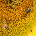 fond ecran 060919 tournesol abeilles