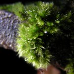 fond ecran 100405-lichen